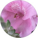 Sidney Ebnet profile picture